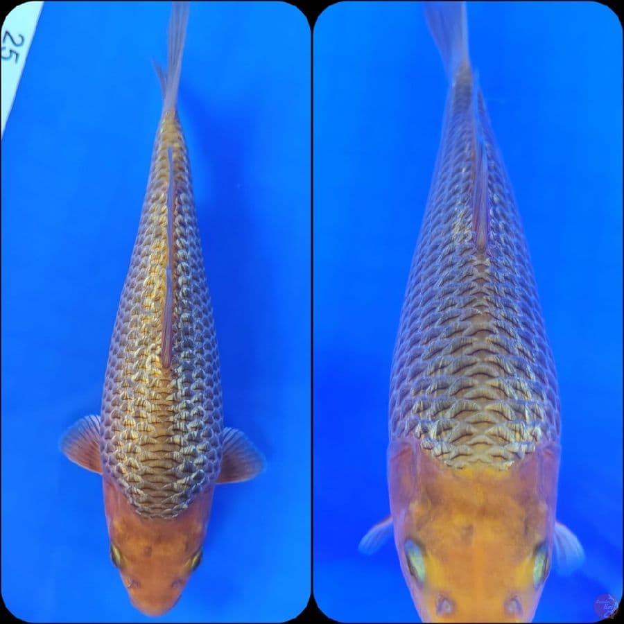 Ginrin Caramel 25cm Betina