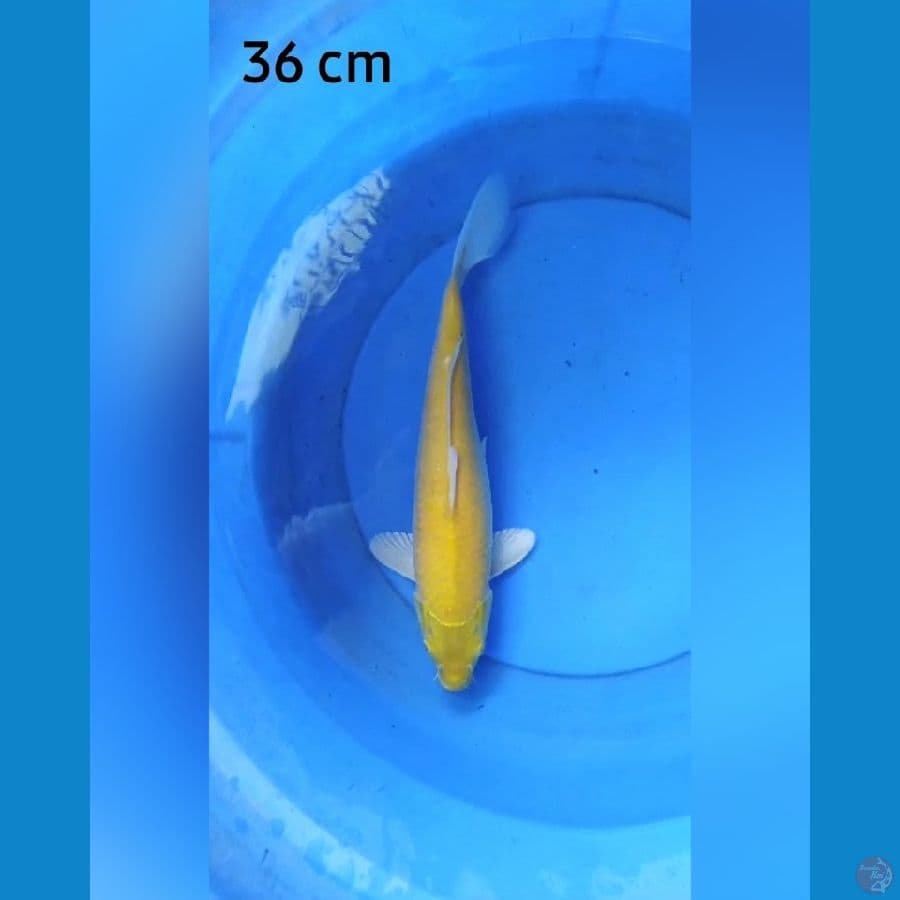 Karashi red eye 36 cm