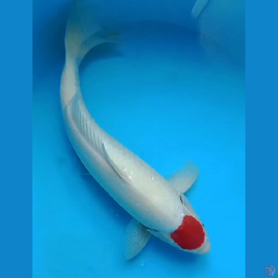 tancho kohaku