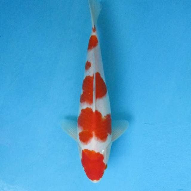 YONDAN - KOHAKU F1