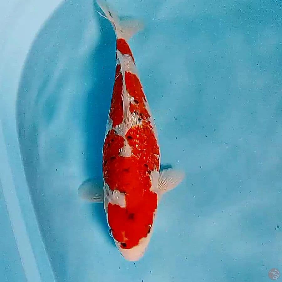 35 cm aigoromo ginrin