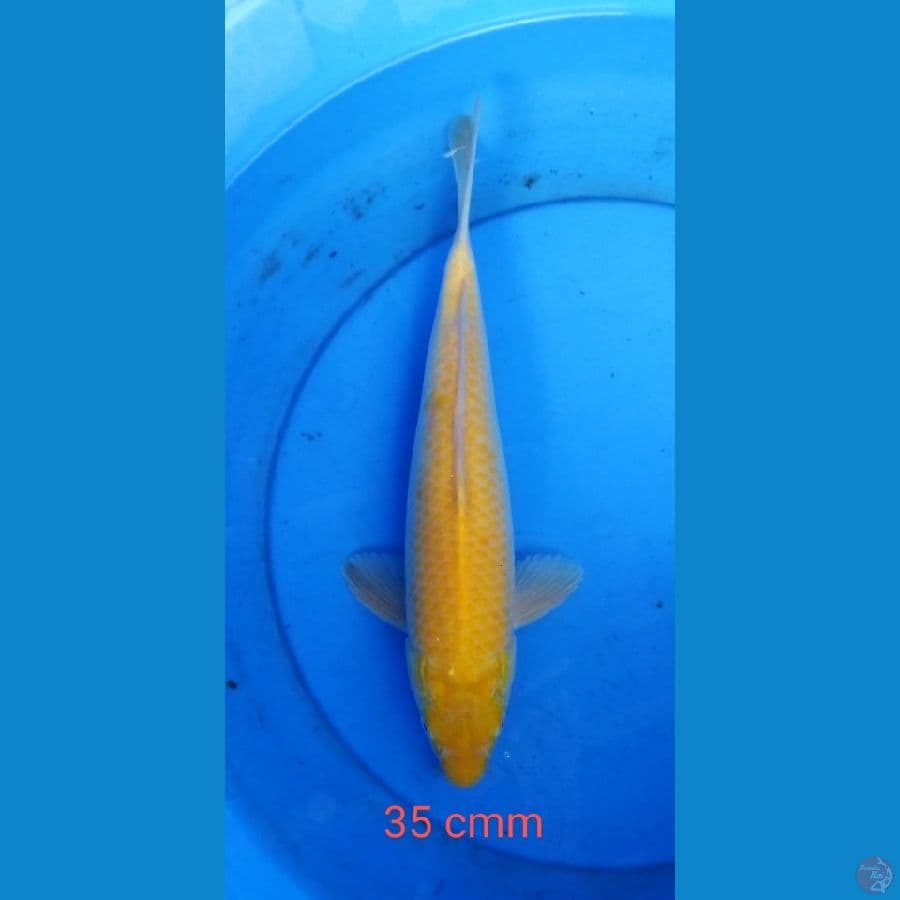 karashi mata merah jantan 35 cm