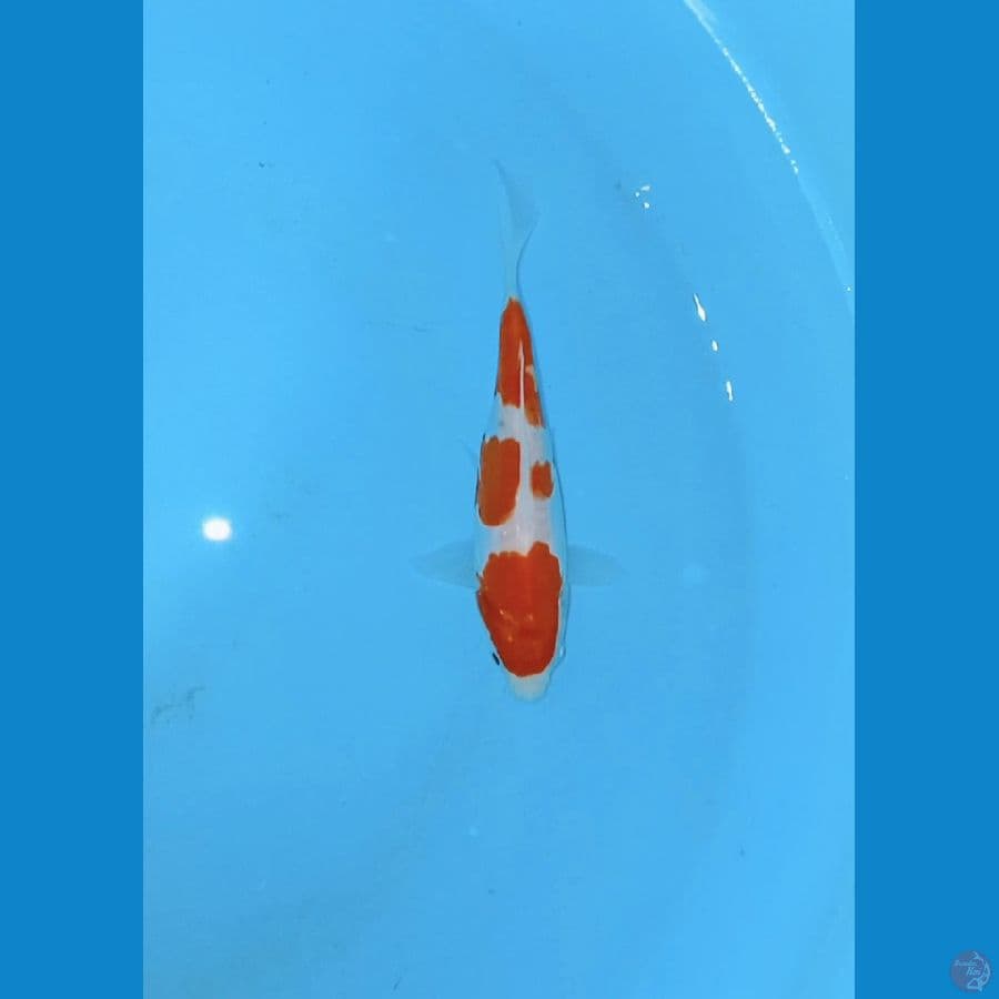 special kohaku doitsu 13 cm (SQ)