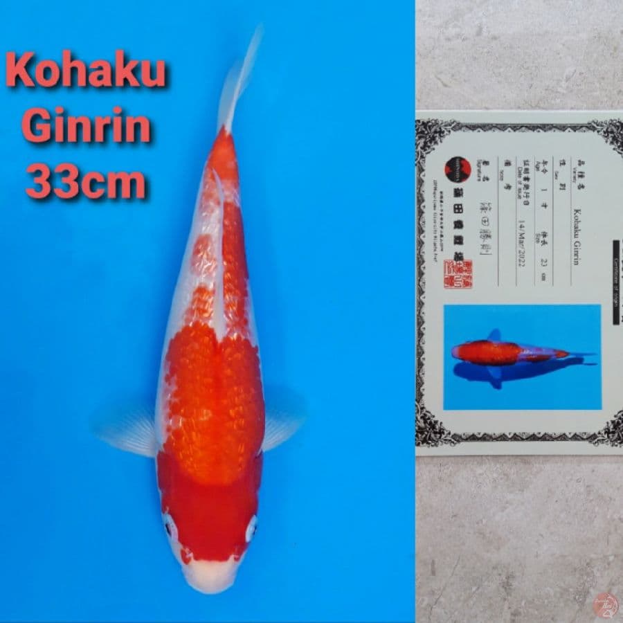 SHINODA KOHAKU GINRIN 33CM SERTI