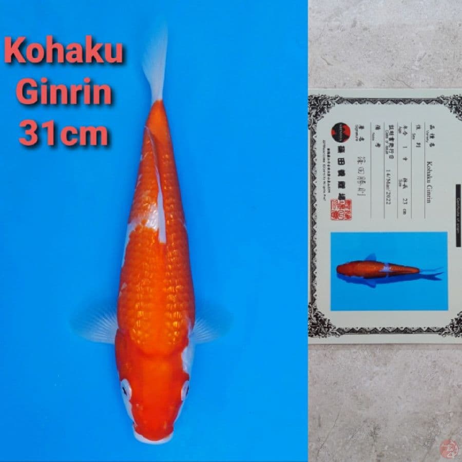 SHINODA KOHAKU GINRIN 31CM SERTI