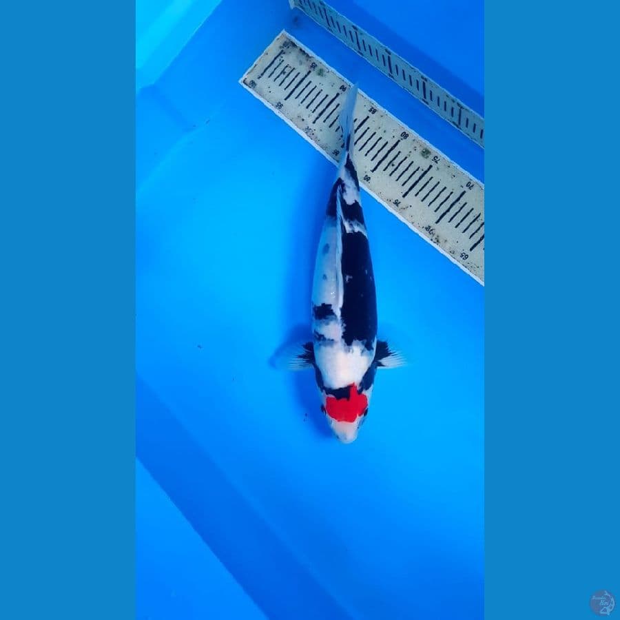 Tancho showa 40cm bulky original kwalitas HQ bodi badak