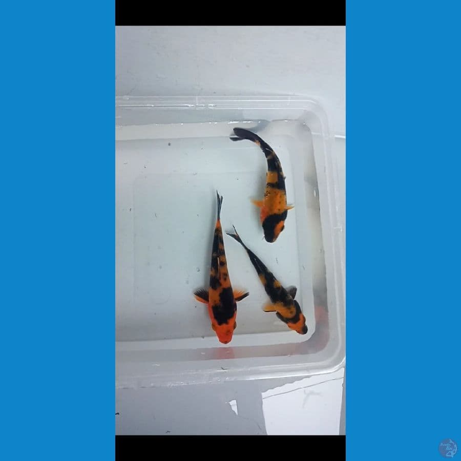 paket mini utsuri 3 ekor
