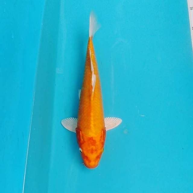Orange / orenji bagus