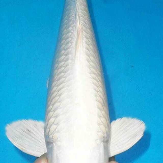 PLATINUM SALJU