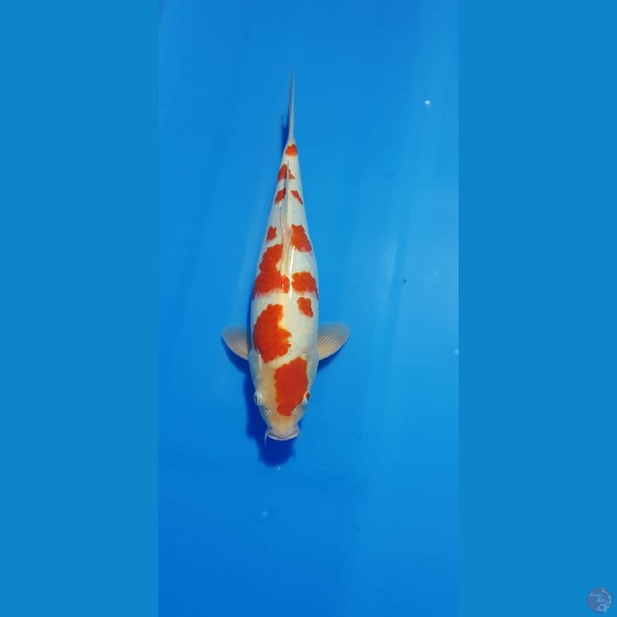 SAKURA KOHAKU 37CM