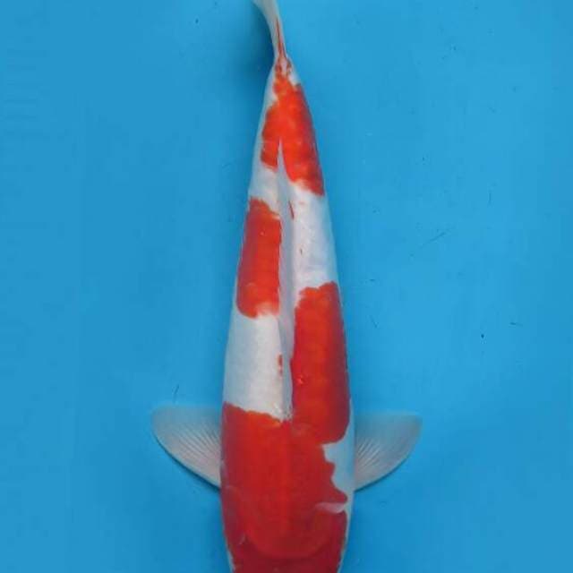 Kohaku 40cm
