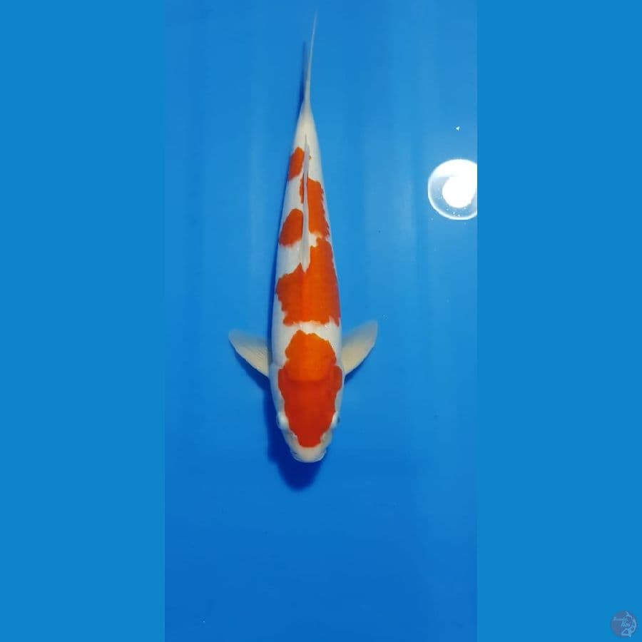 KOHAKU 42CM