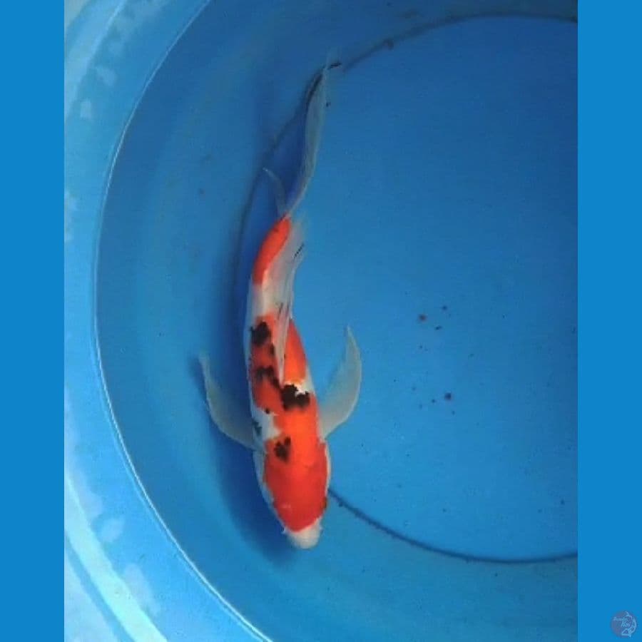 Kumpay sanke 31 cm