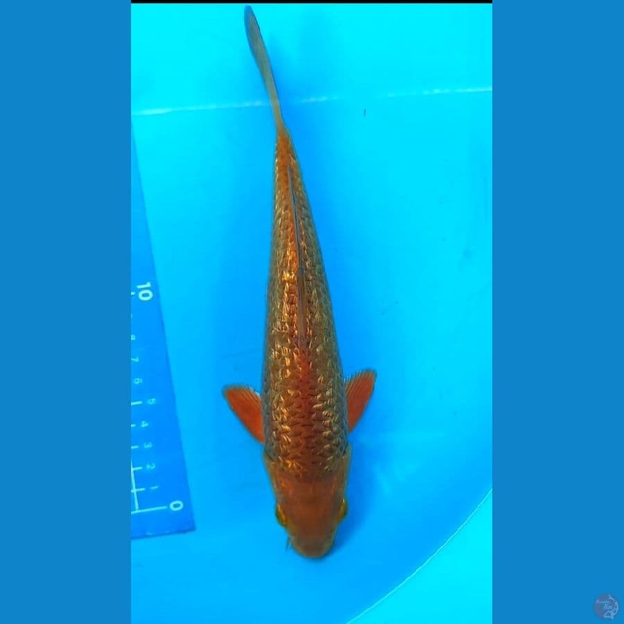 karamel ginrin 22 cm jantan