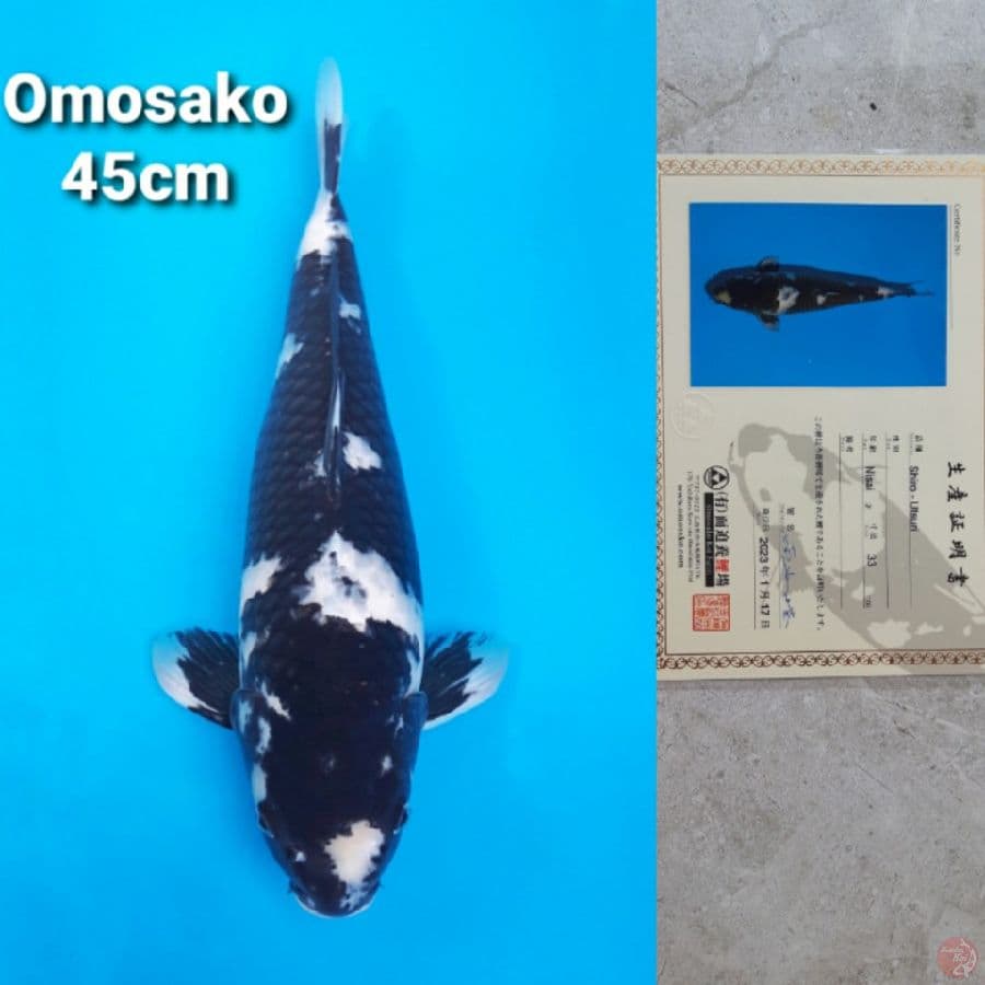 OMOSAKO SHIRO 45CM SERTI