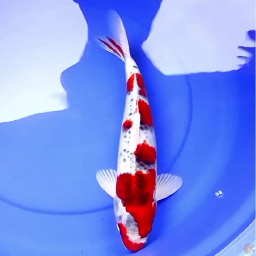 42cm BUDO KUJAKU UNIK
