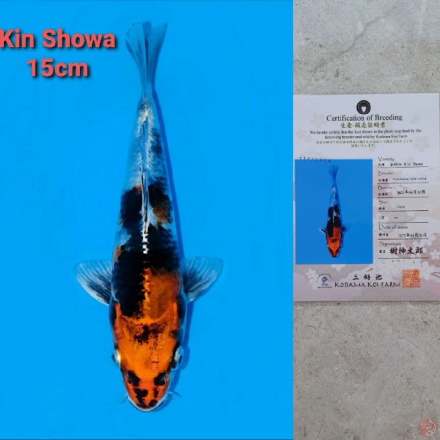 SAKAMAKI KIN SHOWA 15CM SERTI