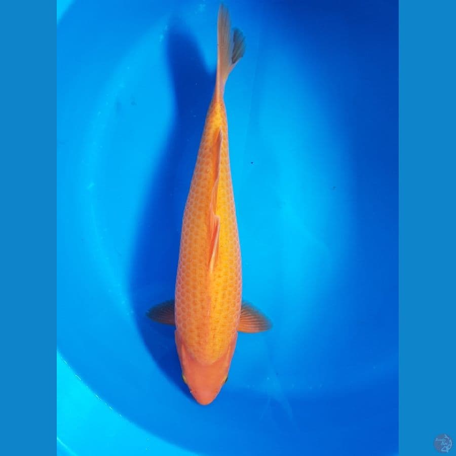 karasi 42cm munuk