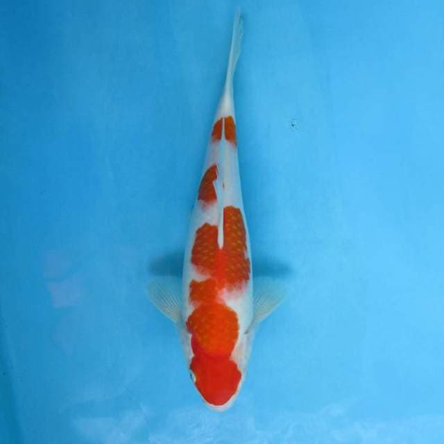 MENKABURI - KOHAKU