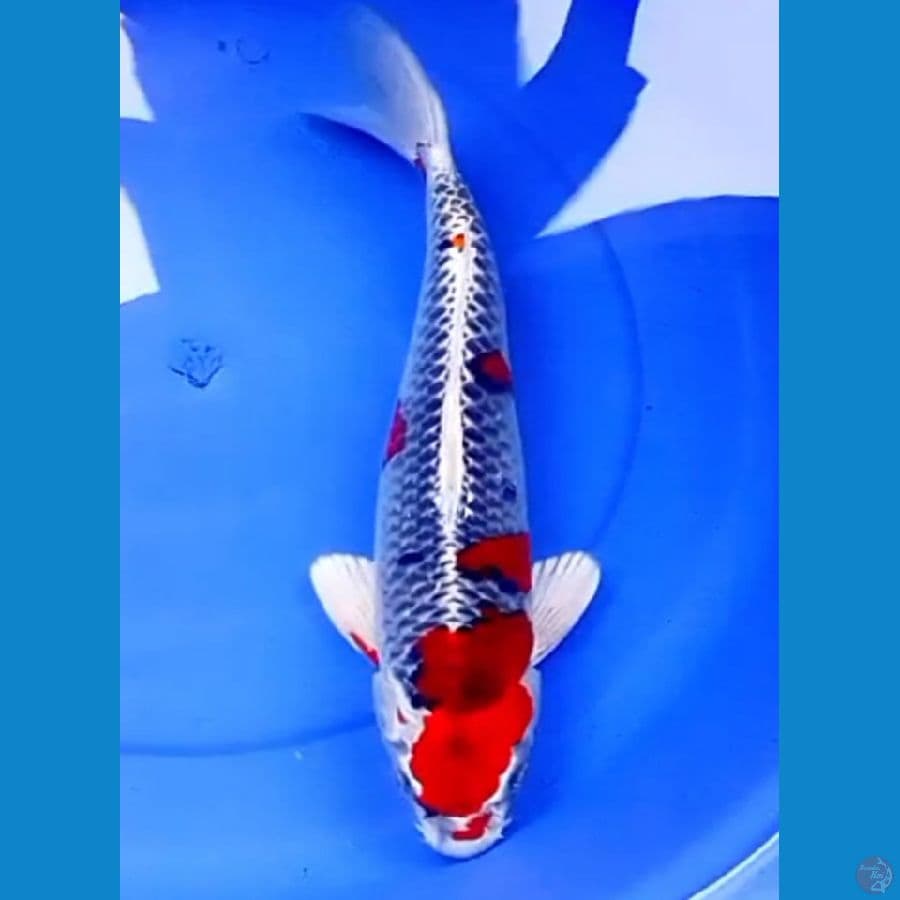 42cm KUJAKU MERAH MERONA