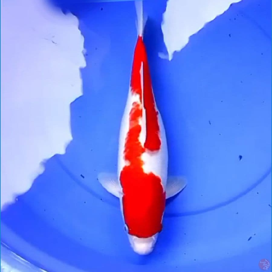 42cm INAZUMA KOHAKU