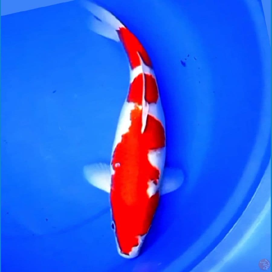 42cm KOHAKU HIGH QUALITY