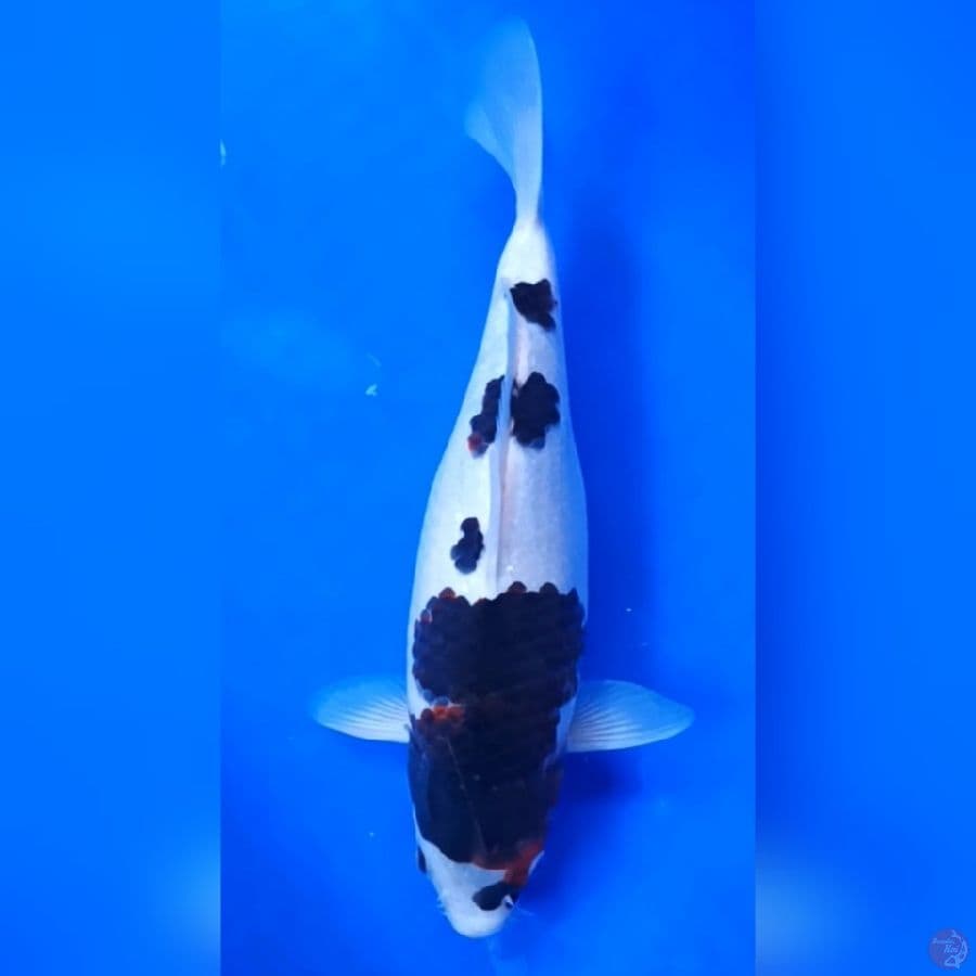 BUDO GOROMO # 30CM - F