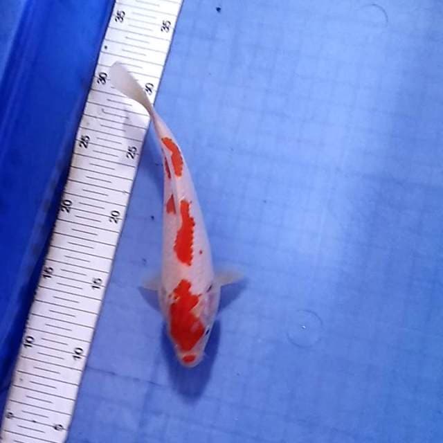 Sandan kohaku