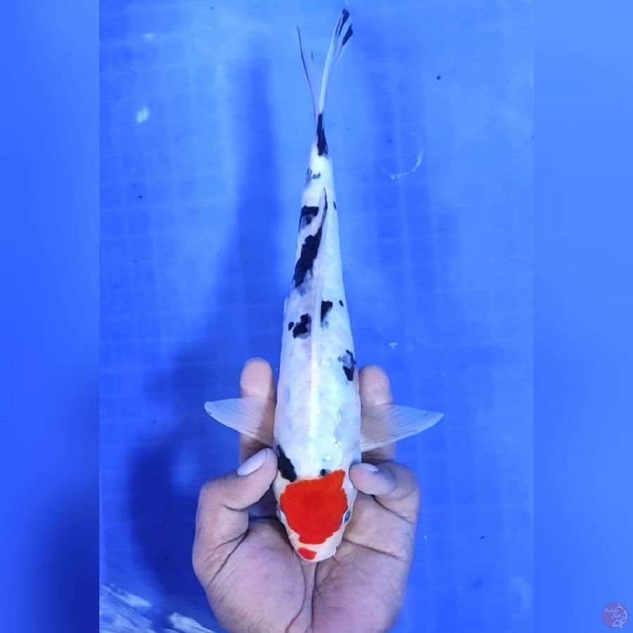 TANCHO SANKE # 28CM - F