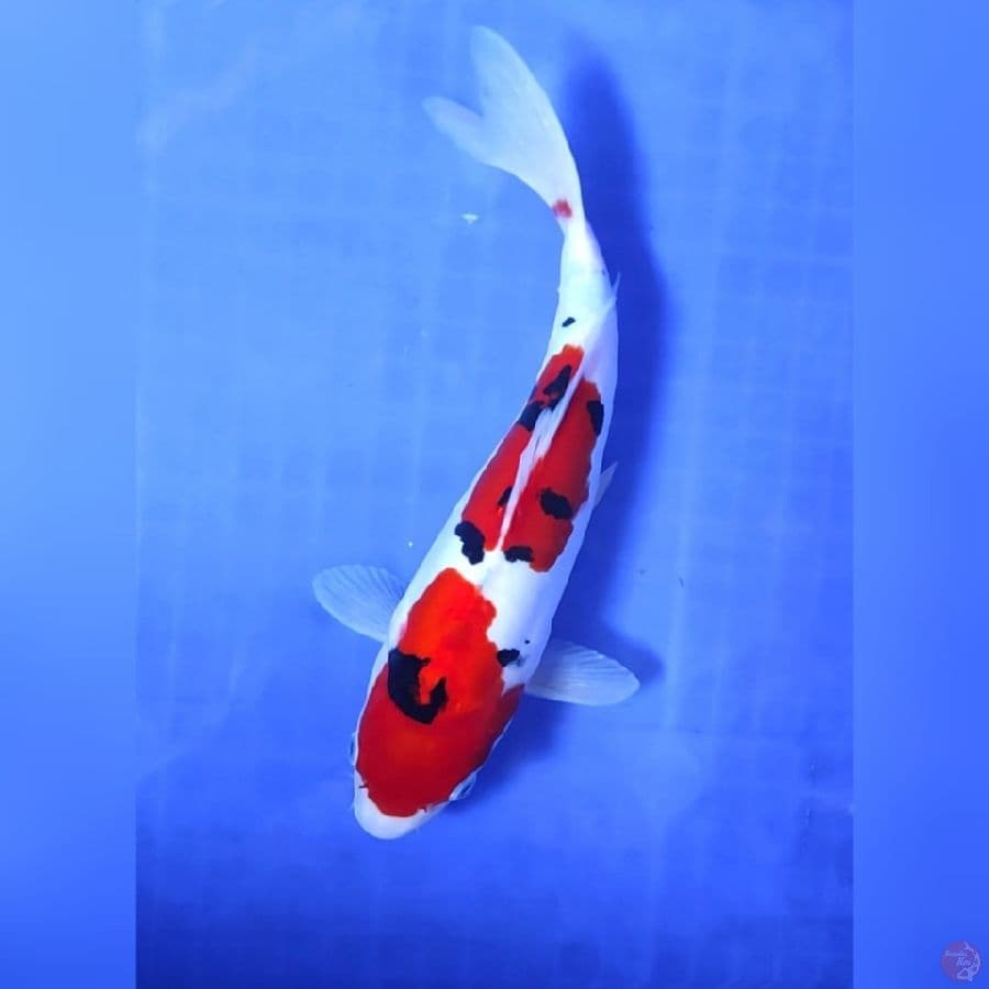 SANKE DOITSU # 28CM -F