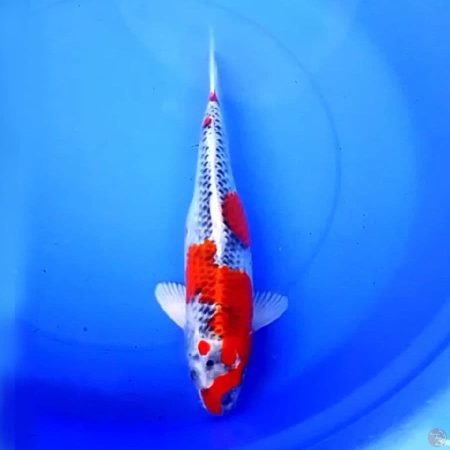 39cm GOSHIKI RACING STRONG