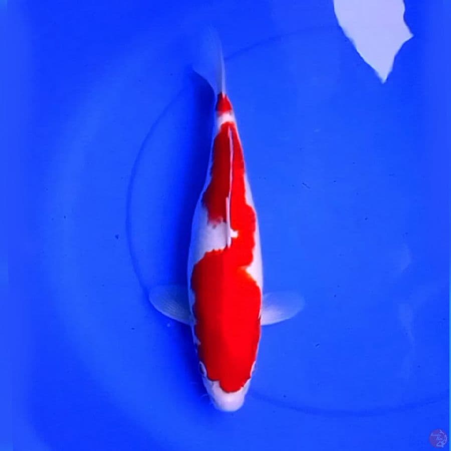 38cm KOHAKU REDDO DORAGON