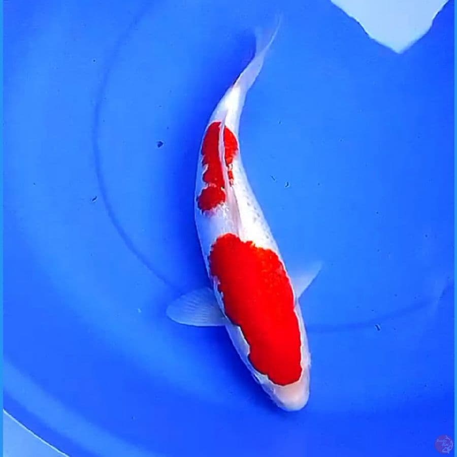 39cm KINGINRIN NIDAN KOHAKU