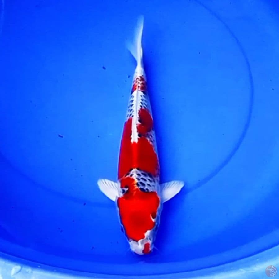37cm RED KUJAKU BARA IRONO