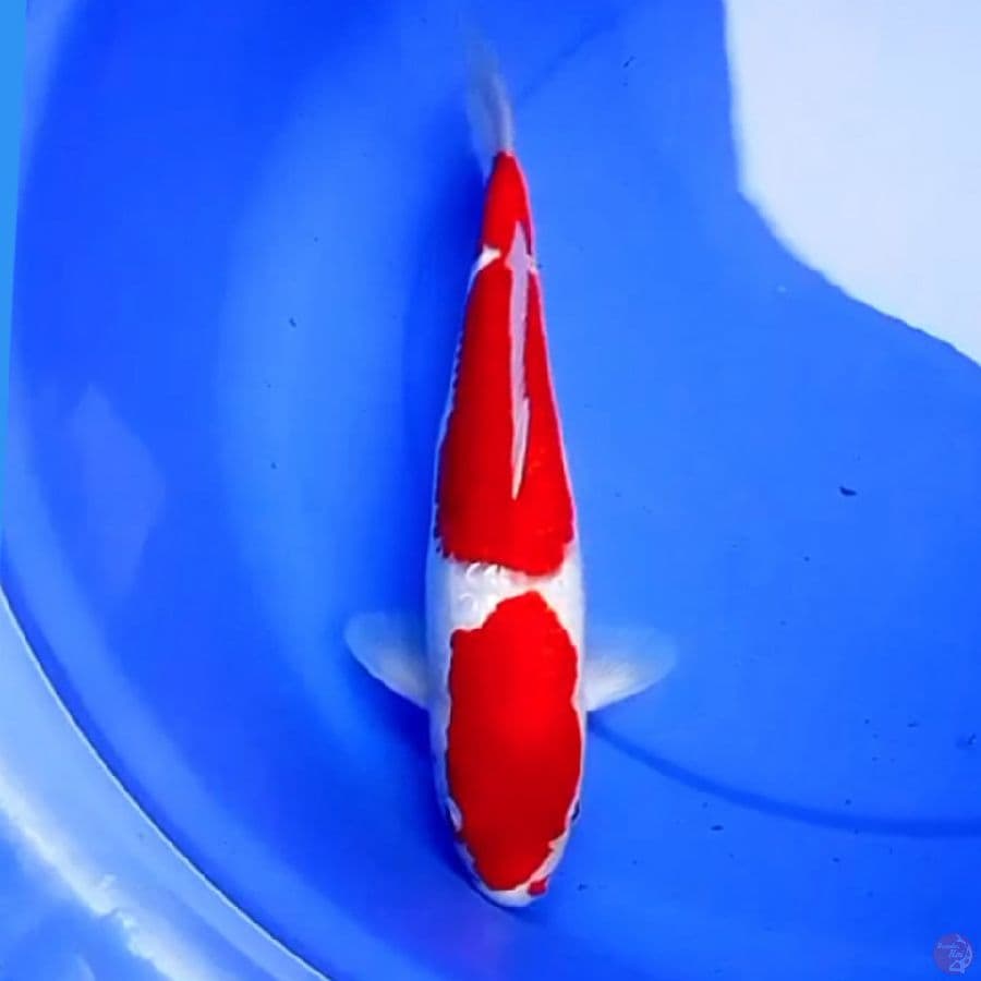 37cm BULKULY KOHAKU PAPURIKA