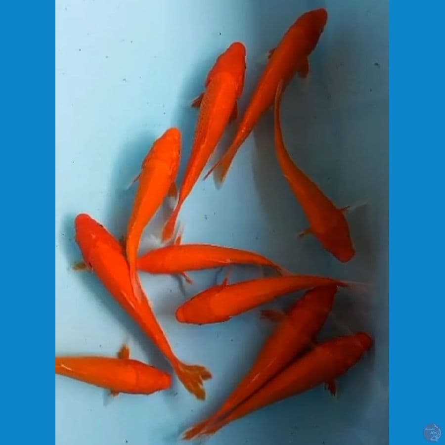 Aka Hajiro 15-20cm 10 ekor