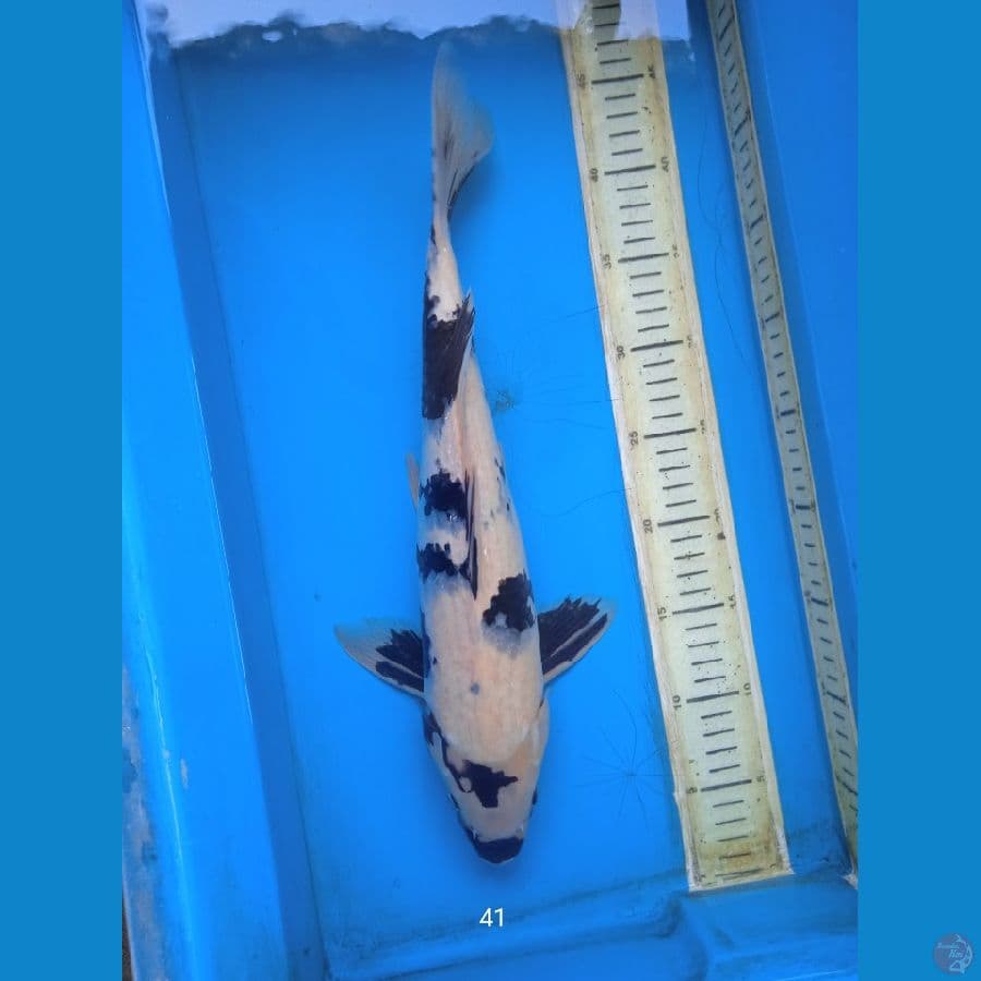siro 41cm