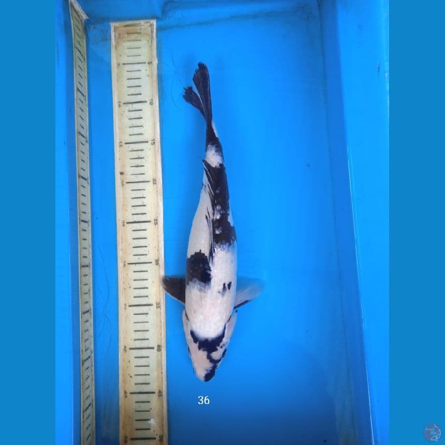 siro 36cm