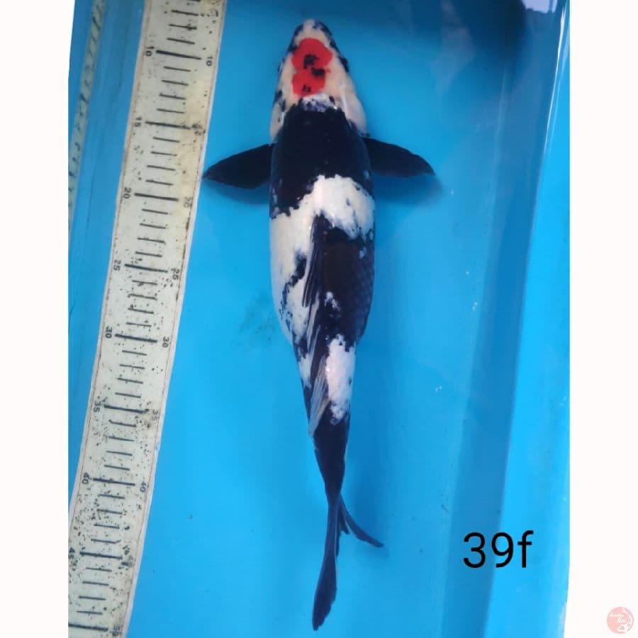 Tancho Showa, 39cm female