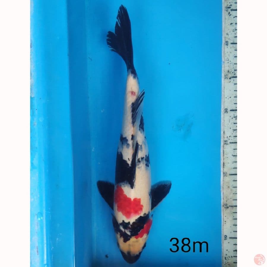 Showa, 38cm male