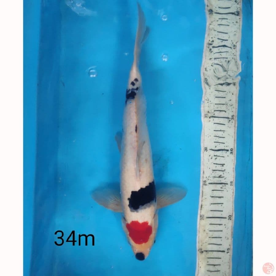Tancho showa, 34cm male