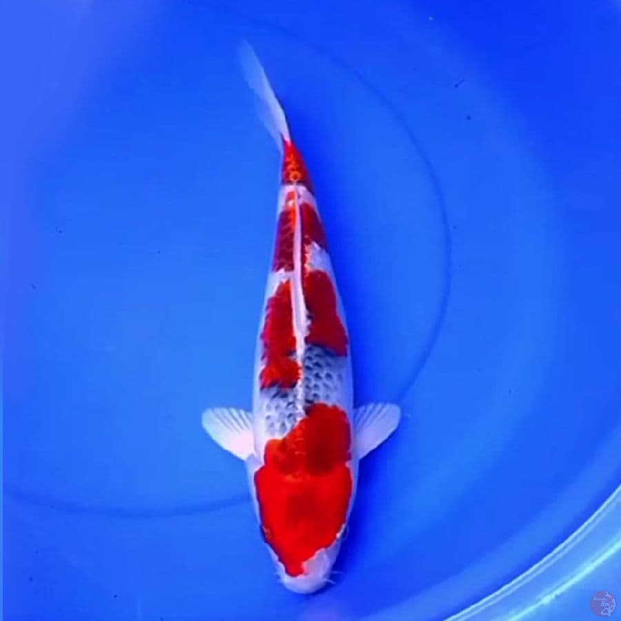 38cm GOSHIKI RACING ISTIMEWA