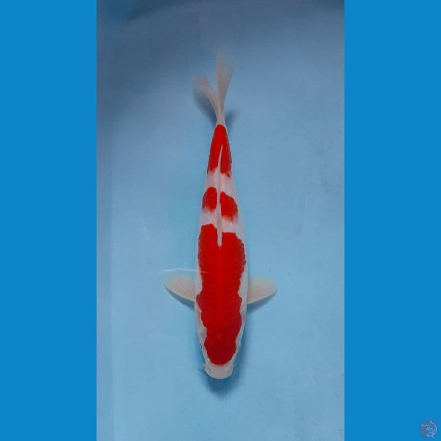 kohaku 26 xm