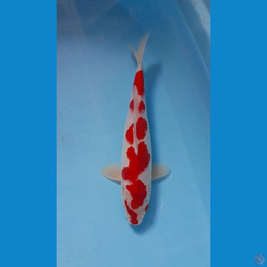 kohaku 27 cm