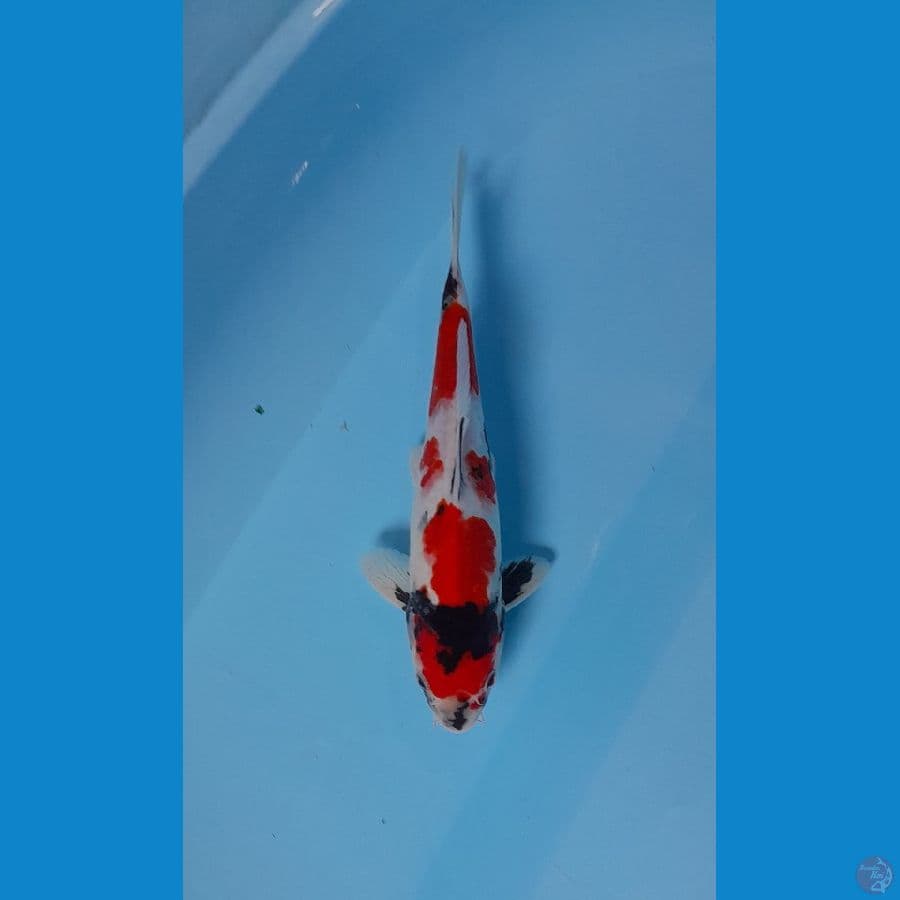 showa 29 cm male