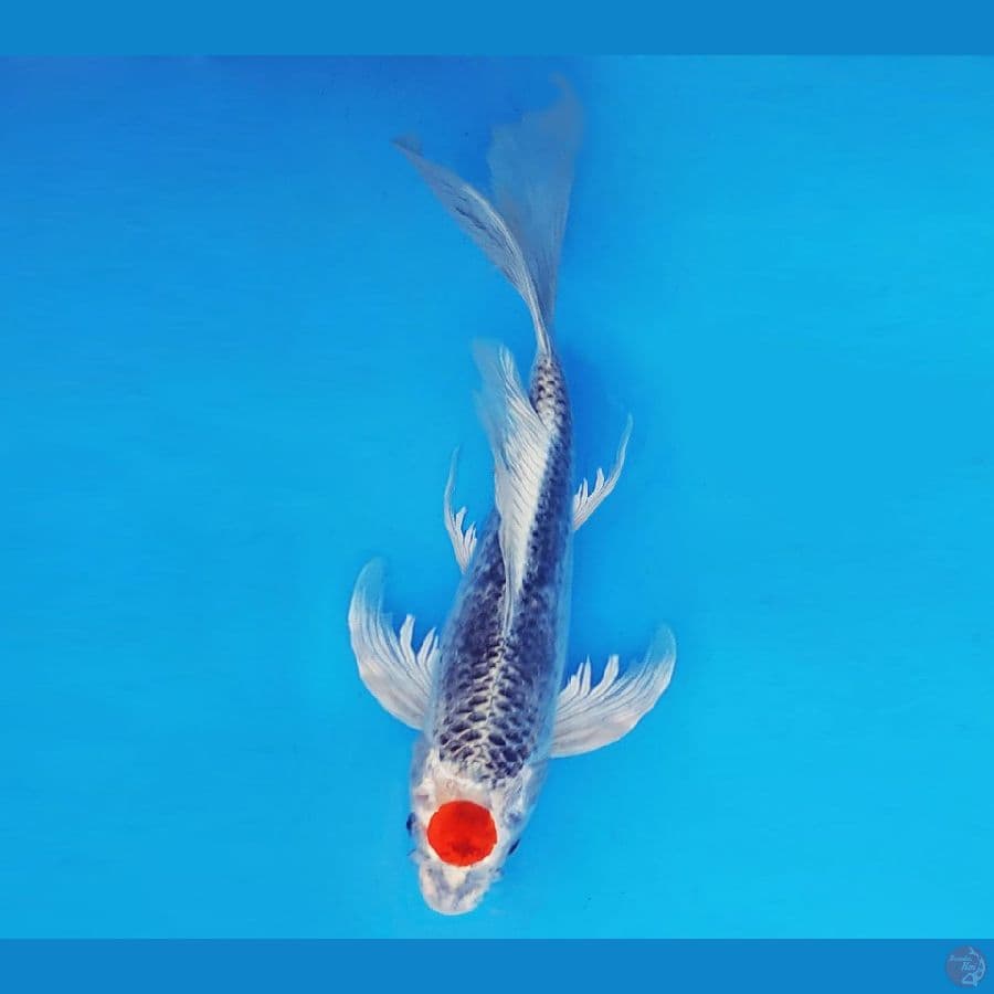 EMPIRE 8 ~ Tancho Kujaku Slayer 36 cm/fm ™