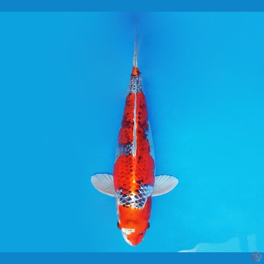EMPIRE 9 ~ Kujaku 39 cm/fm ™