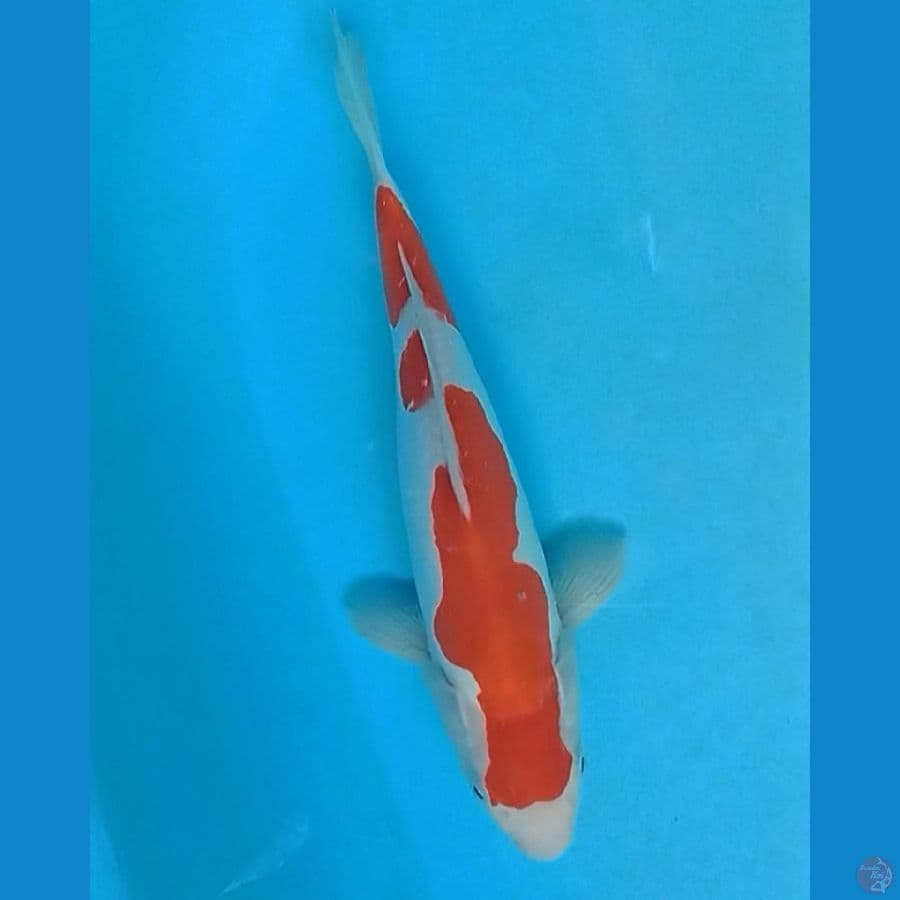 doitsu kohaku