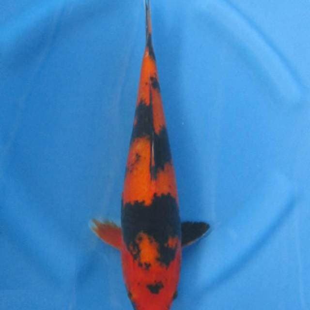 Hi UTSURI - MERAH TEMBUS