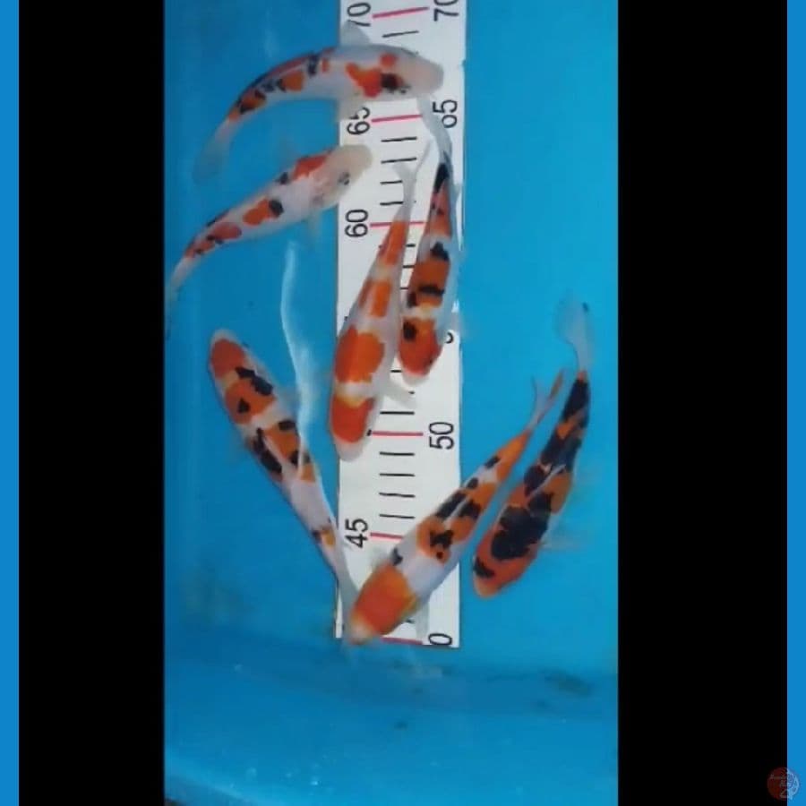 paket 7 ekor khaku sanke,13,15,18 cm